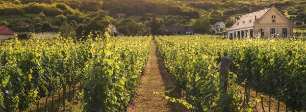 imatge_email_jornada1TASTE_600X220